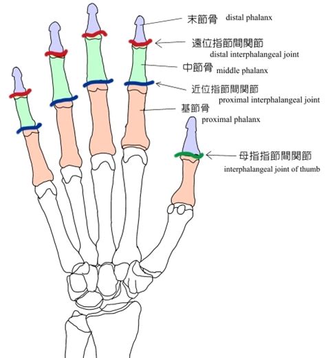 手指第一指節|你需要知道的關於近端、內側和遠端指骨的一切